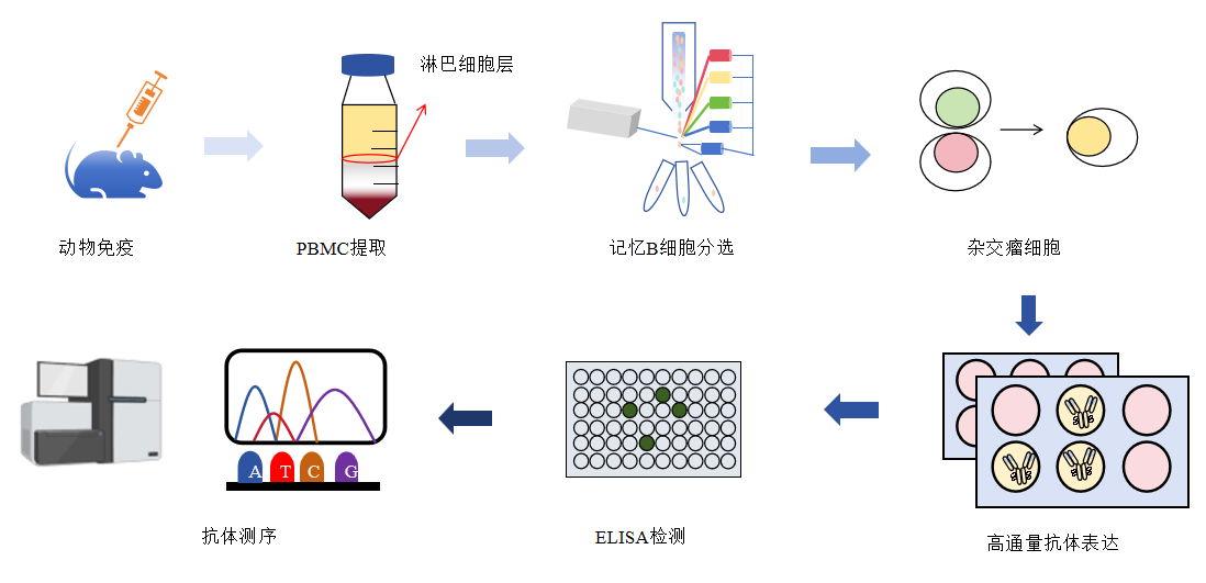 鼠单B细胞技术抗体制备流程-卡梅德科技.png