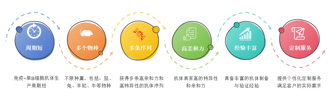 单B细胞单抗制备服务优势-卡梅德科技.png