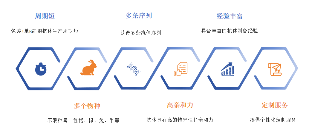 兔单B细胞单抗制备服务优势-卡梅德科技.png