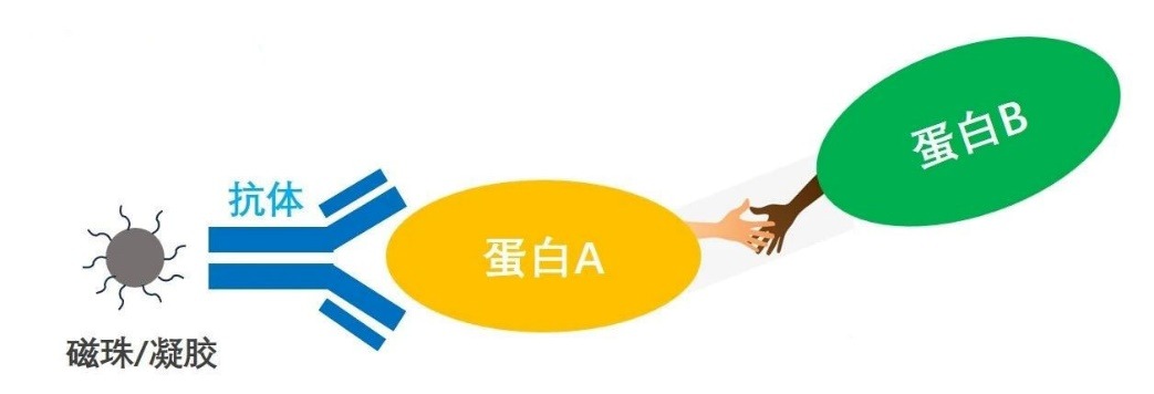 mianyigongchendianfenzu+kameideshengwutupian1.jpg