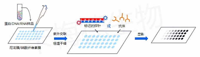 bandianzajiaoshiyan+kameideshengwu.jpg