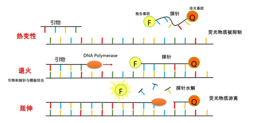 qPCRshiyanjianjie+kameideshengwu2.jpg