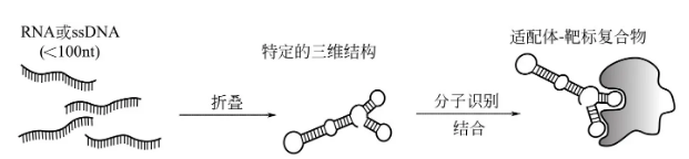 hesuanshipeitishaixuan-kameideshengwu1.png
