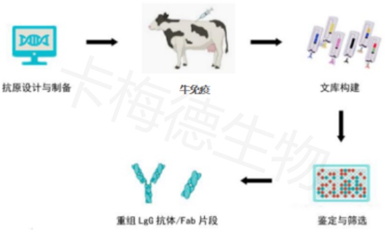 niudanBxibaodankangzhibeifuwu-kameideshengwu.jpg