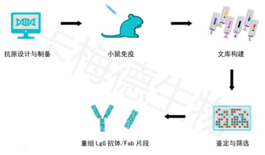 shudanBxibaojishu-kameideshengwu1.jpg