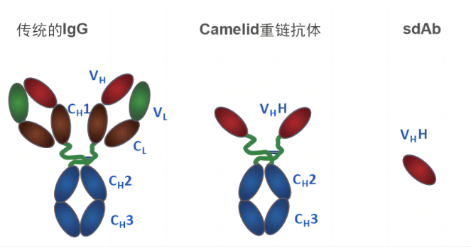 namikangtidemianyiyuanleixing-kameideshengwu1.png