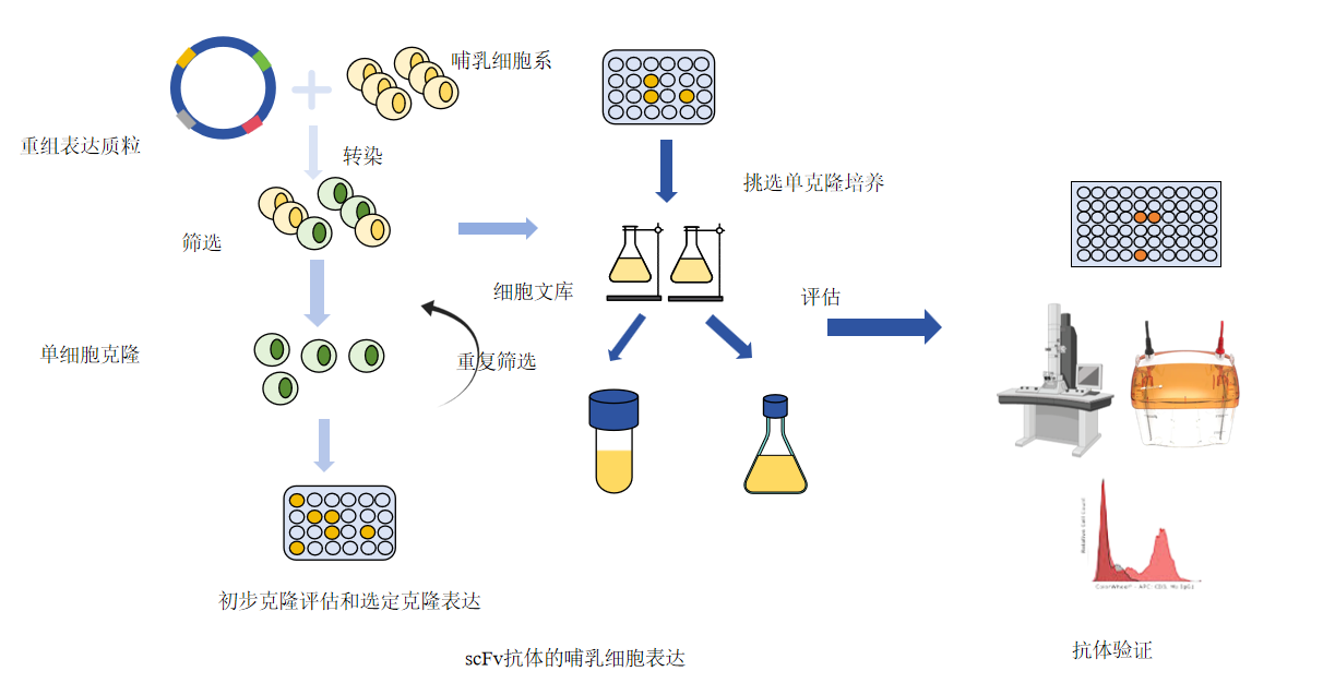 scFv抗体表征及功能性验证服务-卡梅德科技.png
