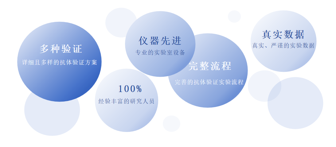 scFv抗体表征及功能性验证服务优势-卡梅德科技.png