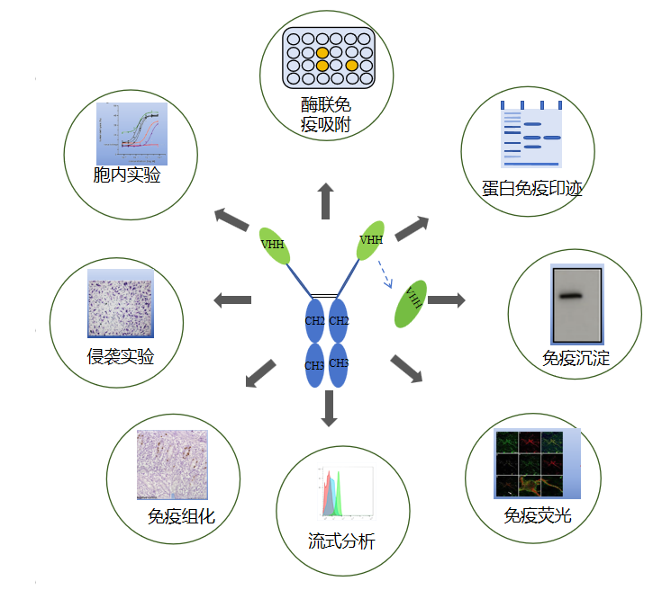 VHH抗体功能性研究服务-卡梅德科技.png