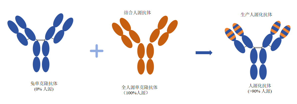 噬菌体展示结合哺乳动物表达的人源化兔IgG-卡梅德科技.png