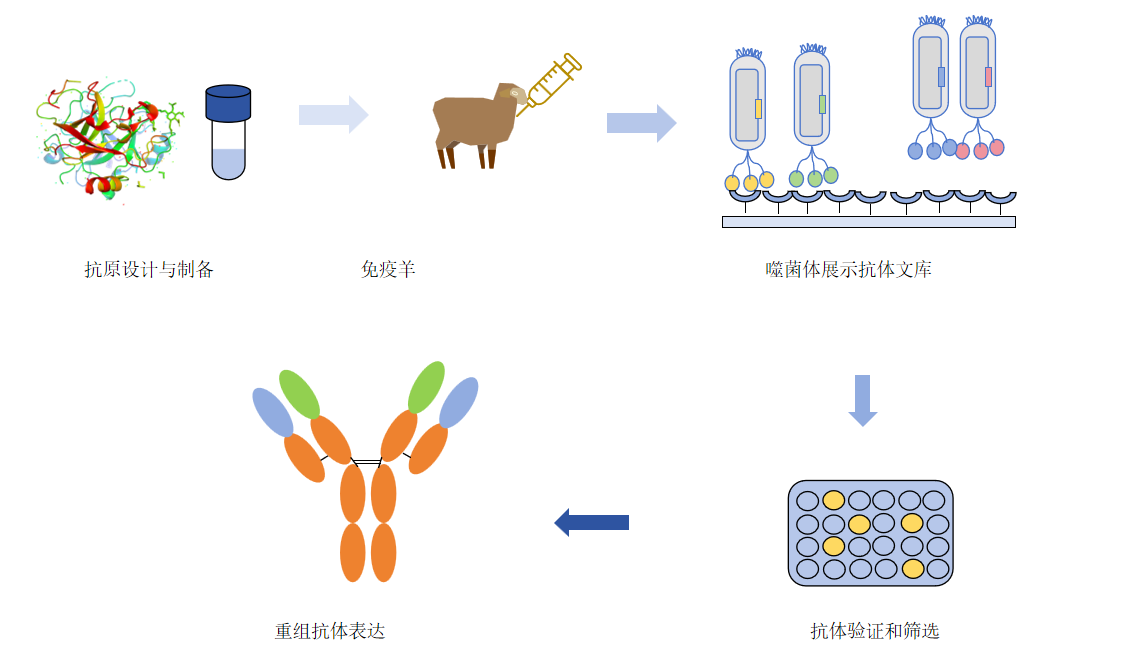 羊单克隆抗体制备流程-卡梅德科技.png