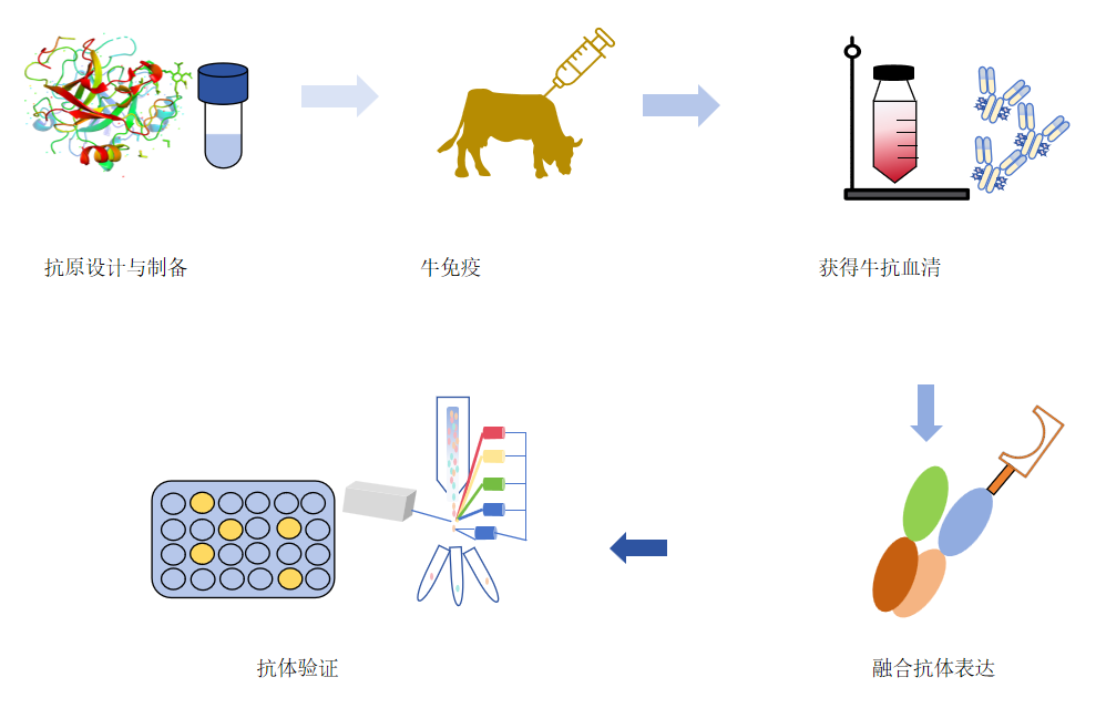 牛单抗制备流程-卡梅德科技.png