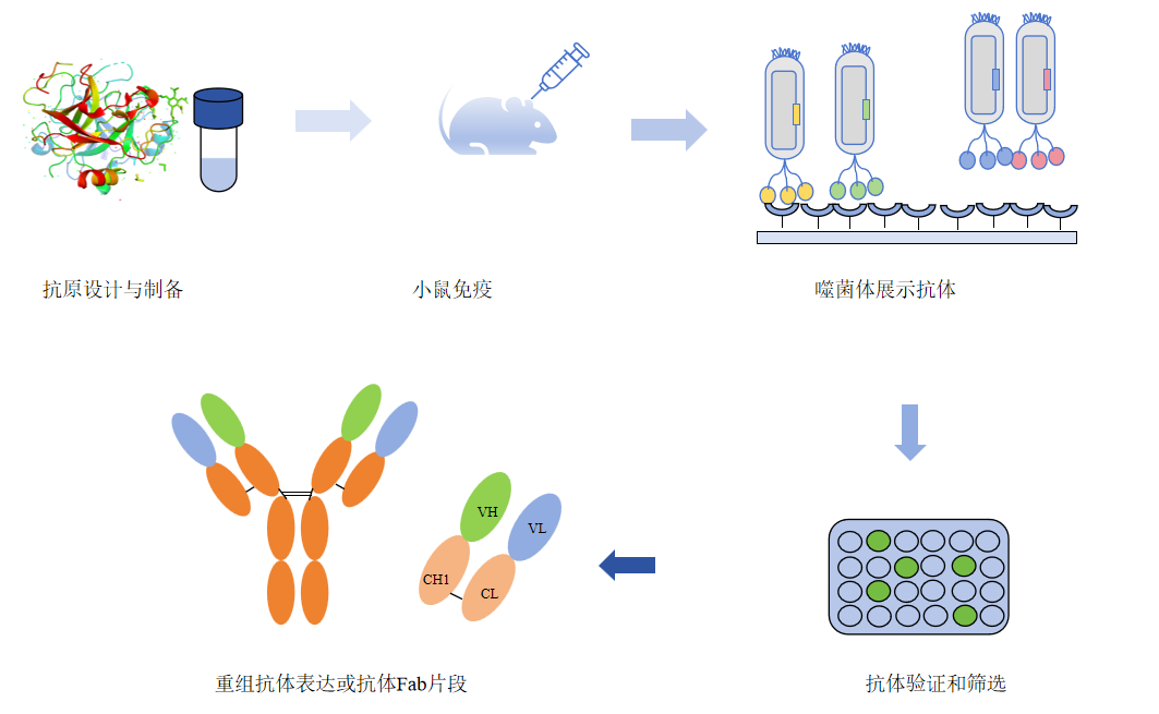 小鼠单克隆抗体制备流程-卡梅德科技.png