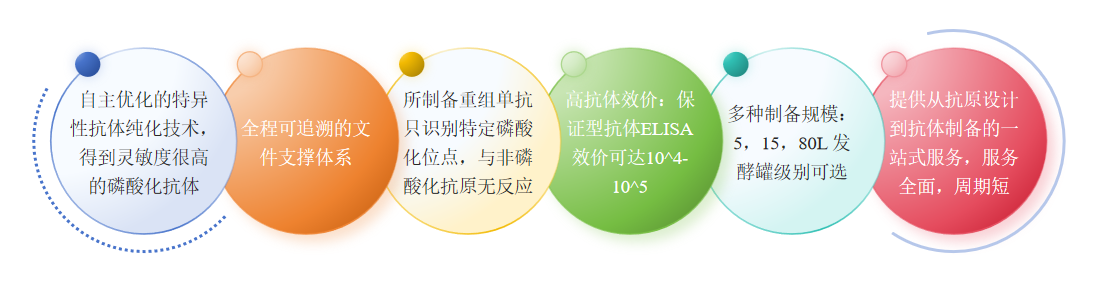 重组磷酸化抗体制备服务优势-卡梅德科技.png