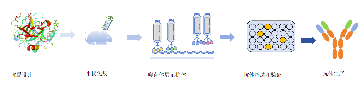 噬菌体抗体文库技术流程-卡梅德科技.png