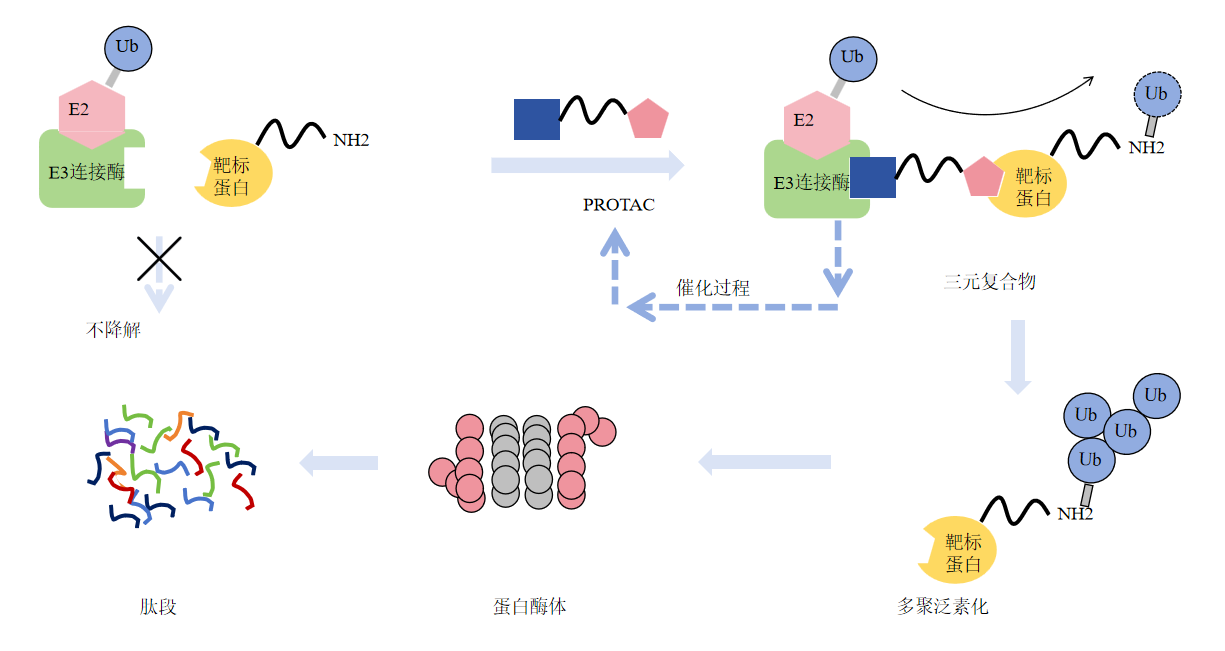 PROTAC技术-卡梅德科技.png