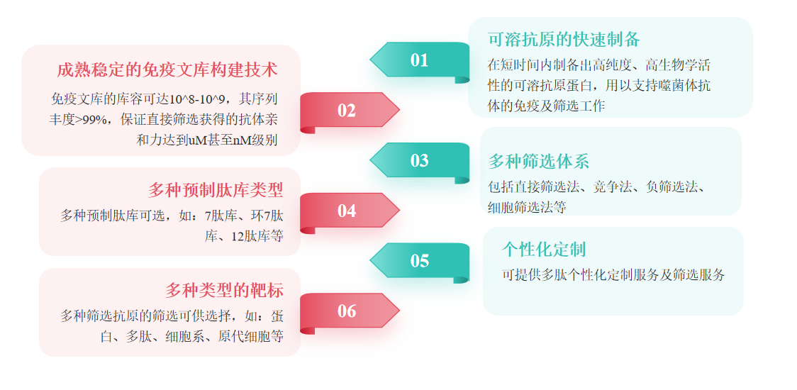七肽文库的构建与筛选服务优势-卡梅德科技.png