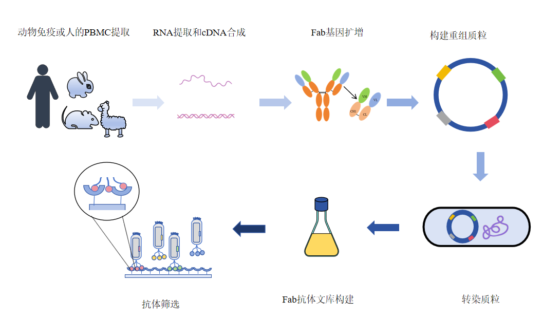 Fab抗体文库构建服务-卡梅德科技.png