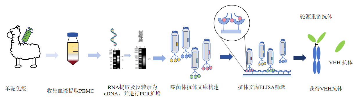 VHH抗体文库构建服务-卡梅德科技.png