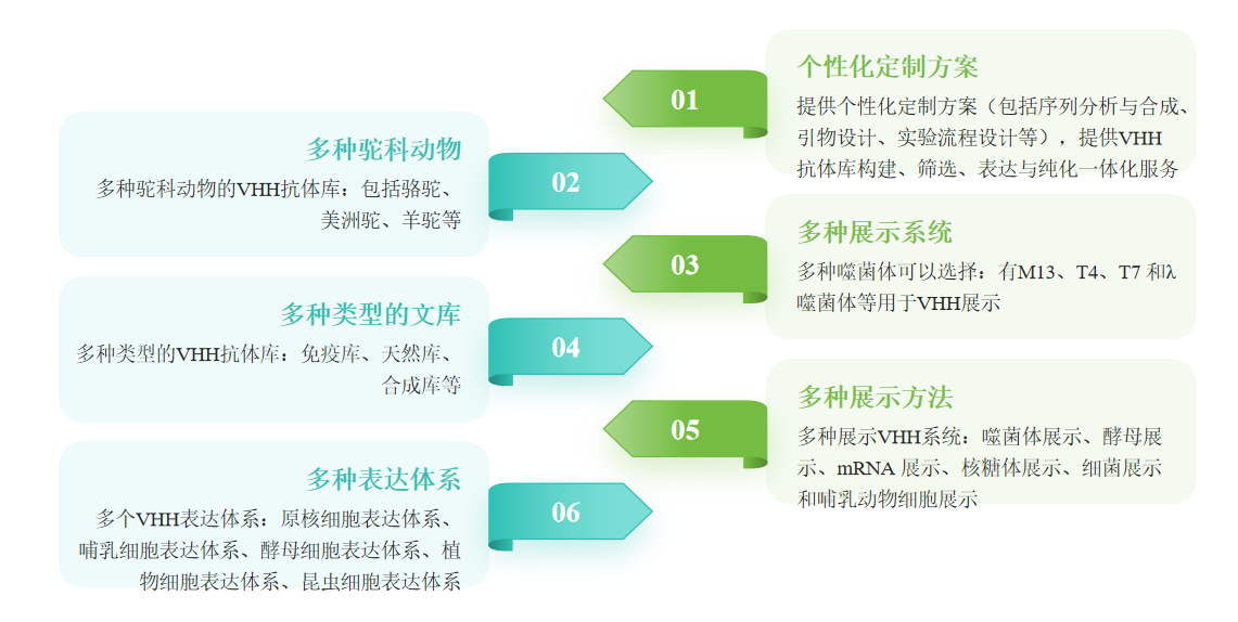 VHH抗体文库构建服务优势-卡梅德科技.png