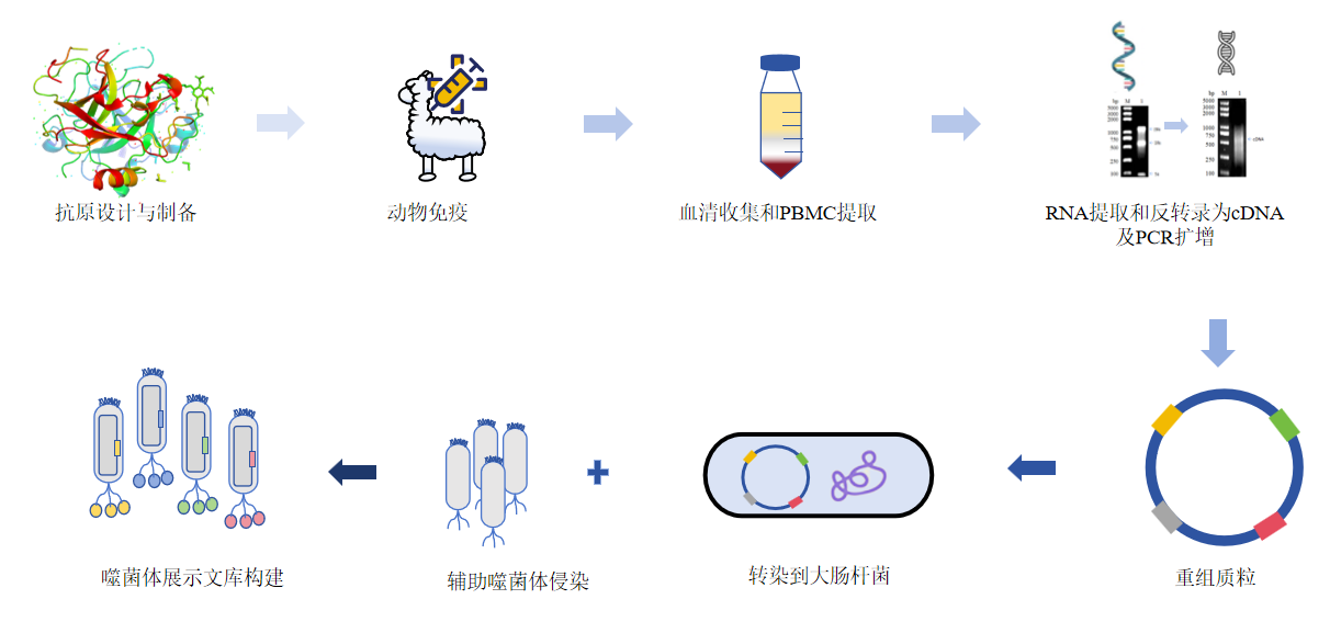 噬菌体文库构建-卡梅德科技.png