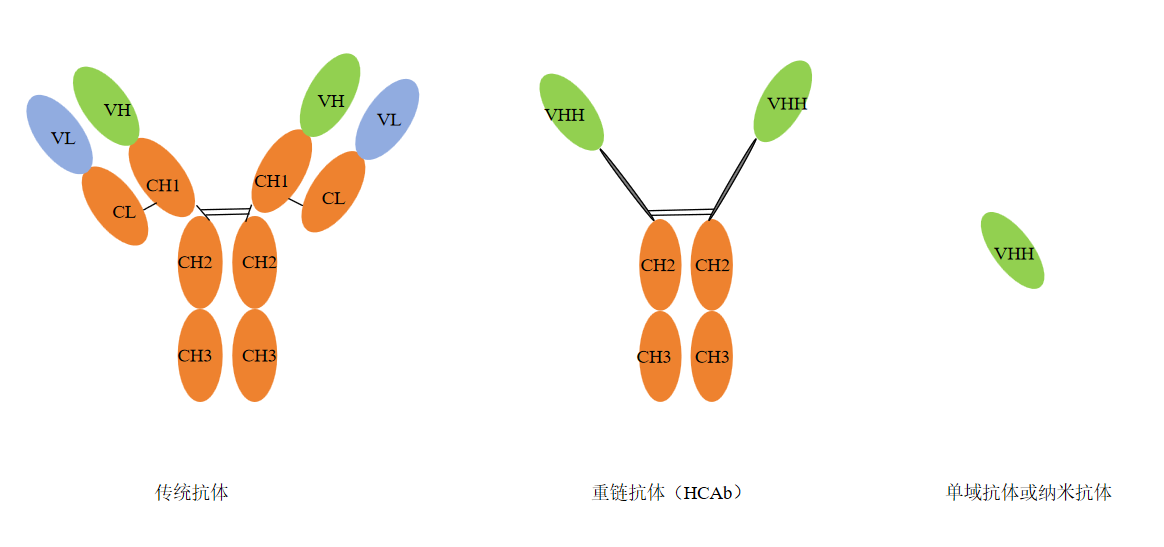 VHH抗体表达-卡梅德科技.png