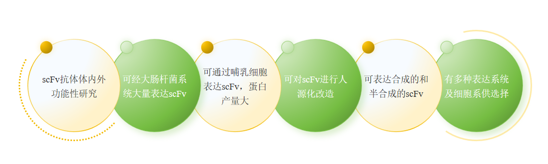 scFv抗体表达服务优势-卡梅德科技.png