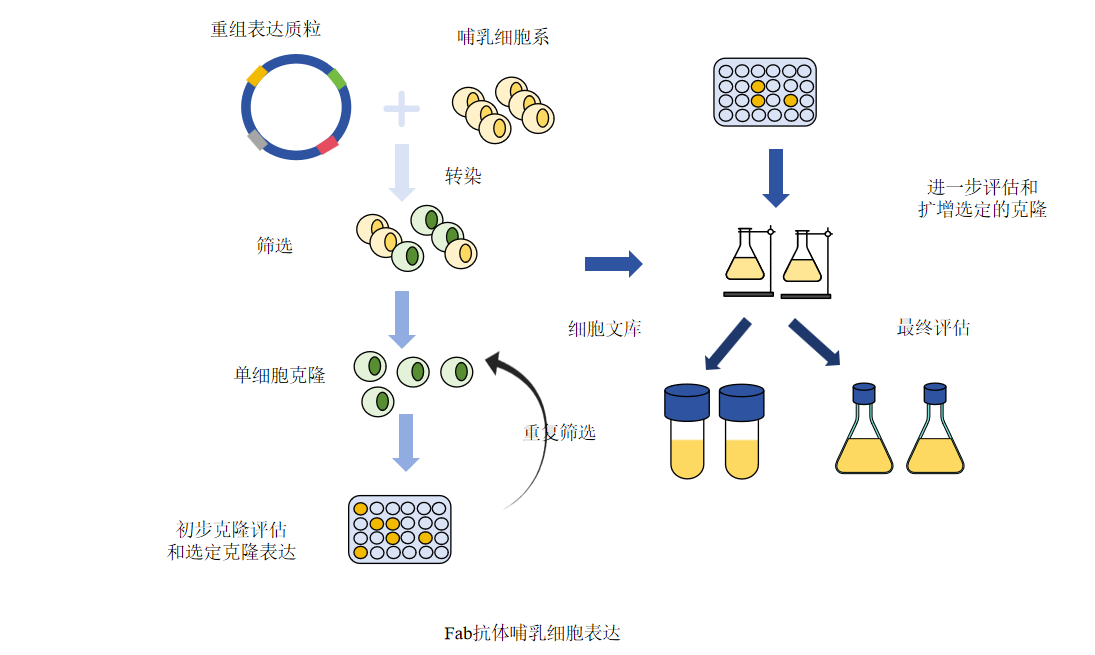 Fab抗体哺乳表达流程-卡梅德科技.png