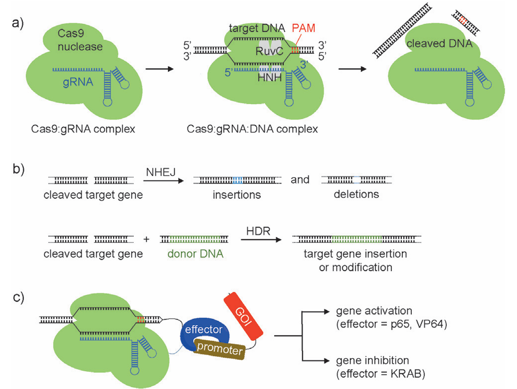CRISPR-Cas9 系统的基因编辑机制-卡梅德生物.png