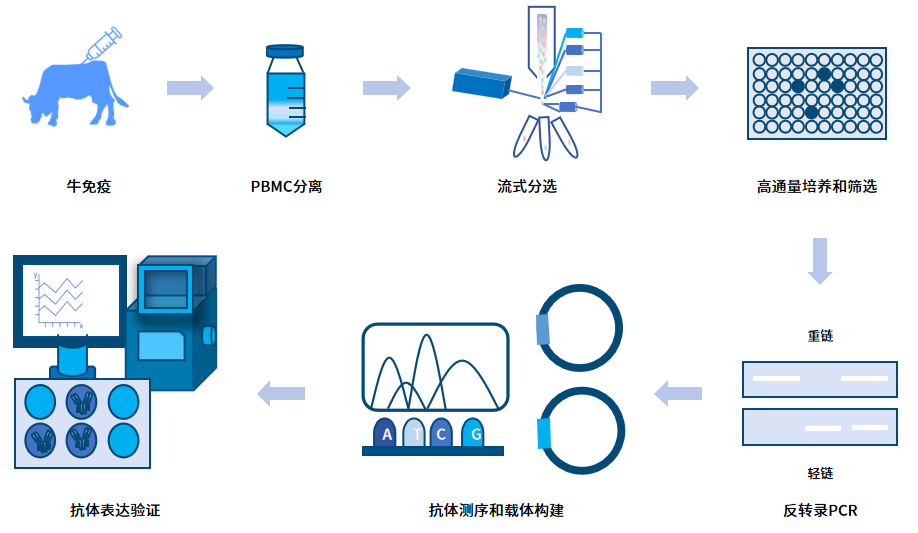 牛单B细胞单抗制备服务流程.png