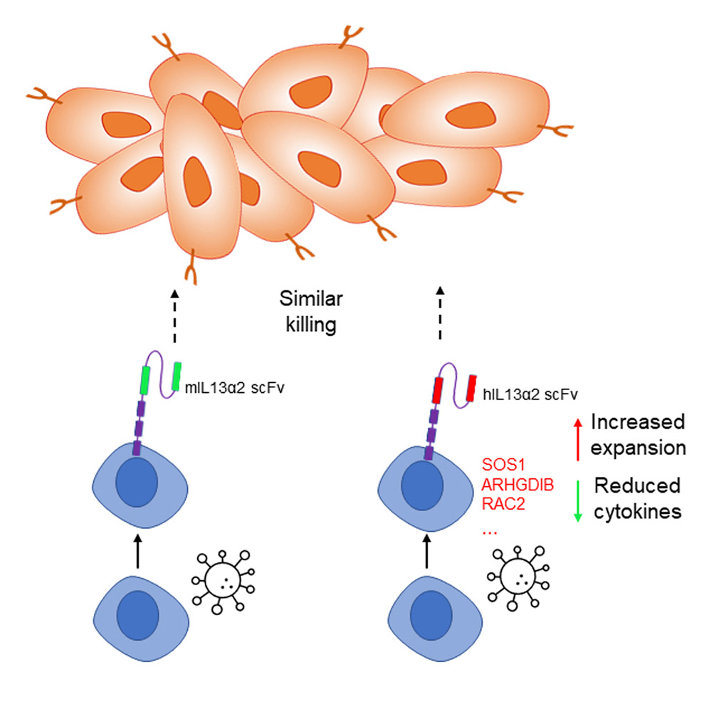 hIL13a2与mIL13a2 scFv修饰免疫细胞-卡梅德生物.jpg