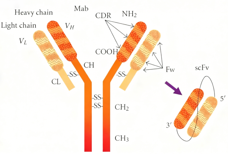 图1 scFv的结构-卡梅德生物.png