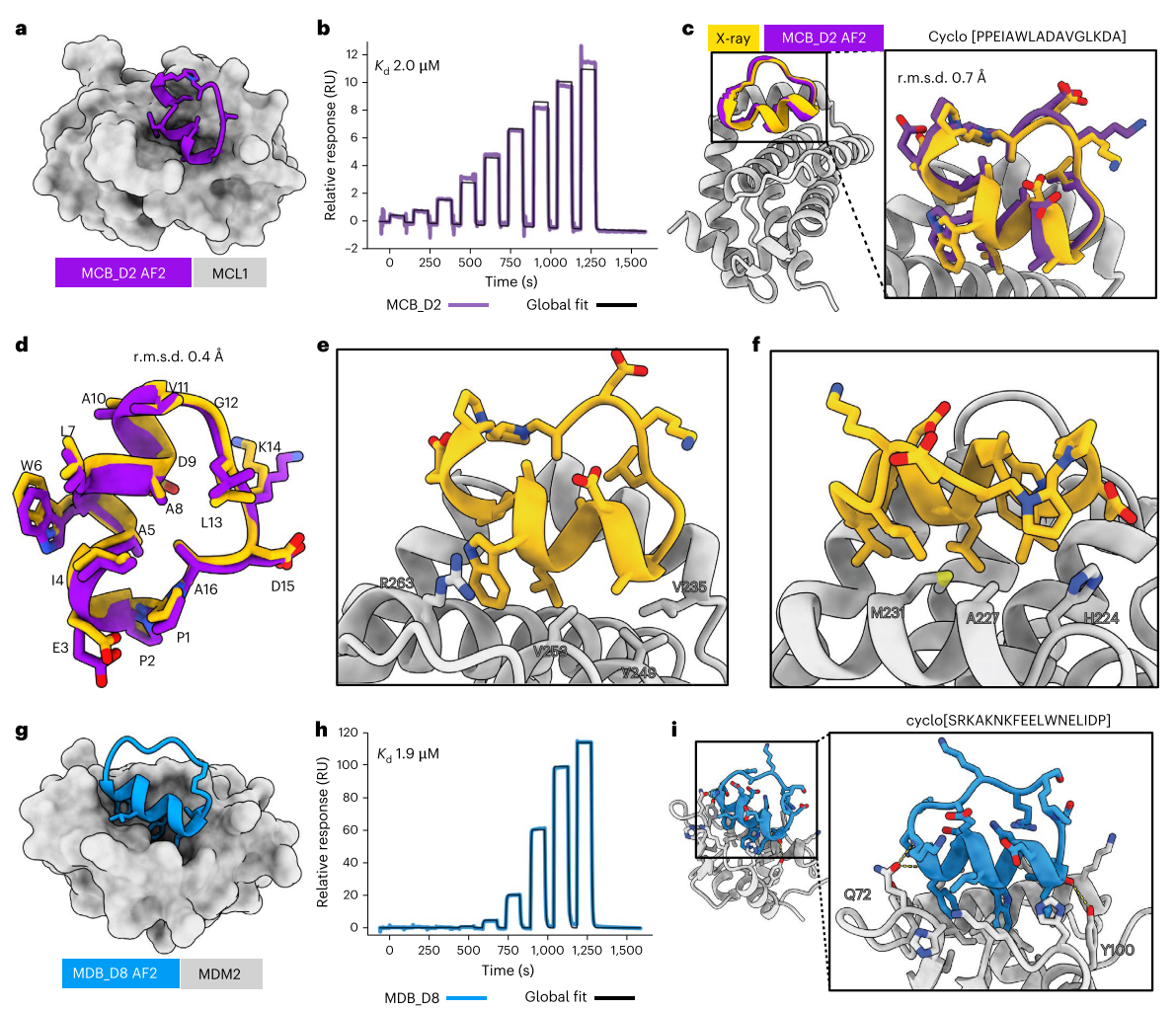 图2 针对髓系细胞白血病1和MDM2的大环结合剂的从头设计图--卡梅德生物.png