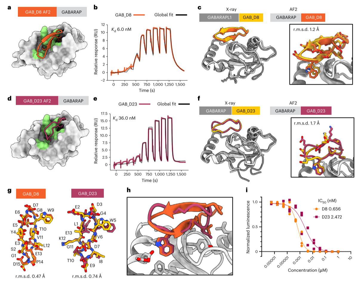 图3 针对髓系细胞白血病1和MDM2的大环结合剂的从头设计图--卡梅德生物.png