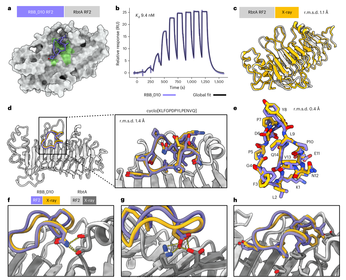 图4 针对鲍曼不动杆菌RbtA的环肽结合剂的从头设计图--卡梅德生物.png