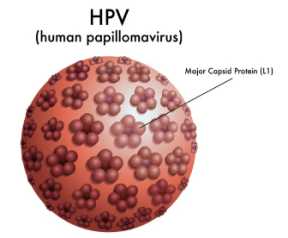 图1 HPV介绍.png