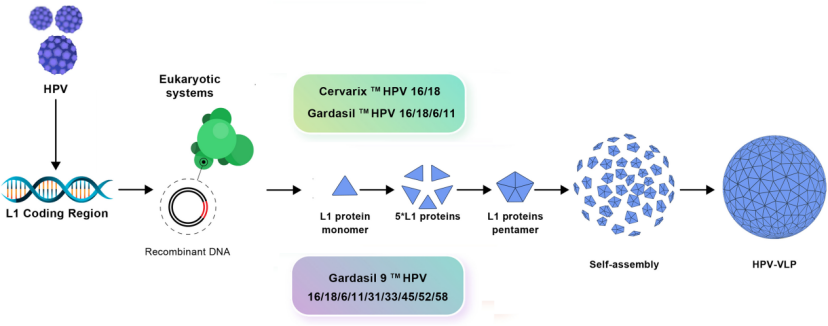 图3 预防性疫苗的生产机制[2].png