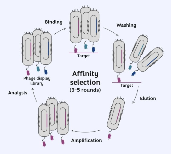 图2 噬菌体文库筛选流程（引用[3]）-卡梅德生物.png