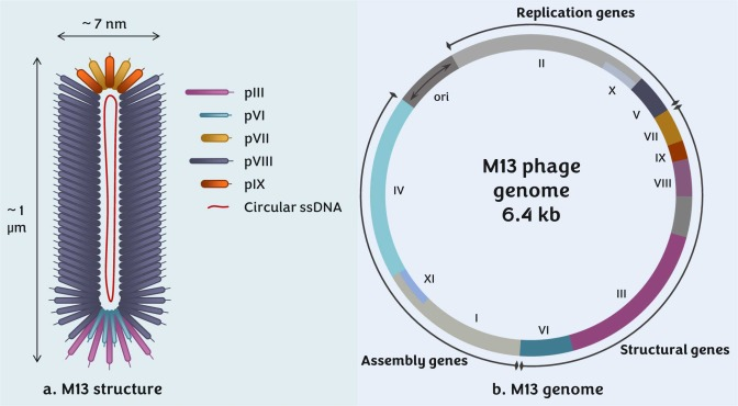 图1 M13噬菌体（引用[3]）-卡梅德生物.png