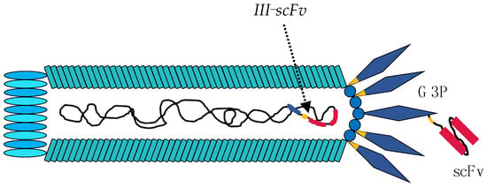 图1 噬菌体的结构 &nbsp;文献[1]-卡梅德生物.png