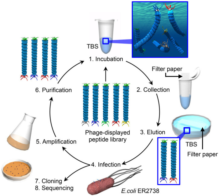 图2 噬菌体文库筛选过程 文献[2]-卡梅德生物.png