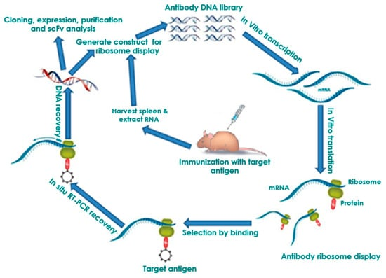 图4 核糖体展示及富集过程 &nbsp;文献[4]-卡梅德生物.png