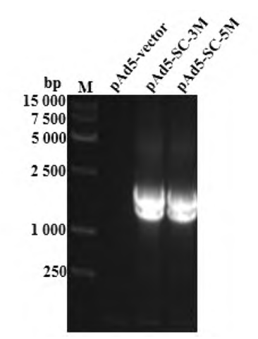 图2 pAd5-SC-3M和pAd5-SC-5M的PCR鉴定-卡梅德生物.png
