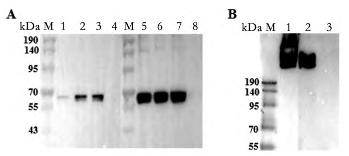 图5　SDS-PAGE分析重组腺病毒（pAd5-SC-3M 和pAd5-SC-5M）感染细胞后外源基因F蛋白表达情况和NativeＧPAGE分析F蛋白三聚体-卡梅德生物.png