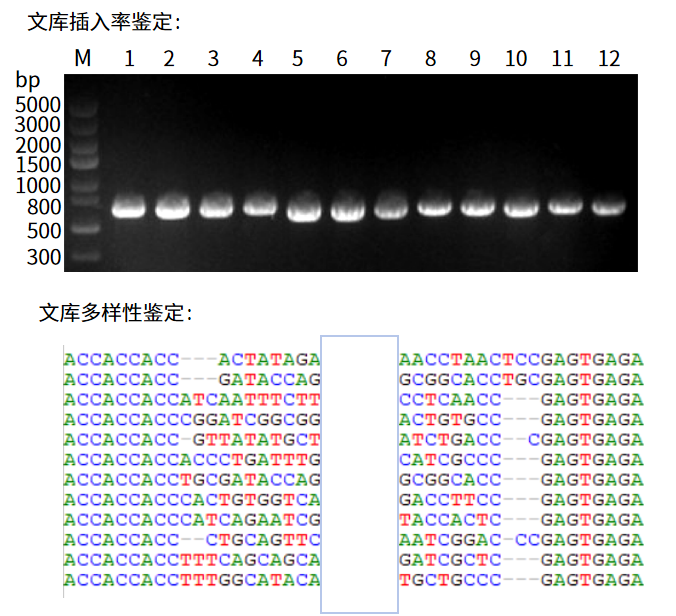 图3 文库鉴定结果.png