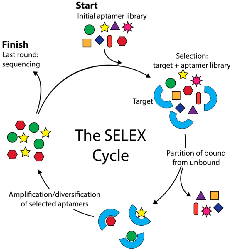 生物医药新抓手！适配体设计的核心策略到底是什么？