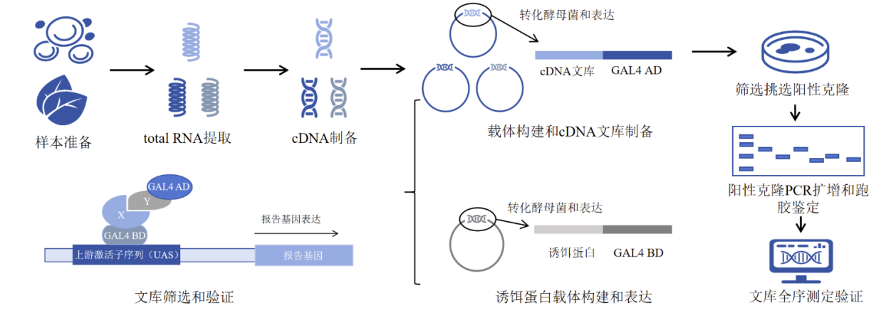酵母双杂交系统流程图.png