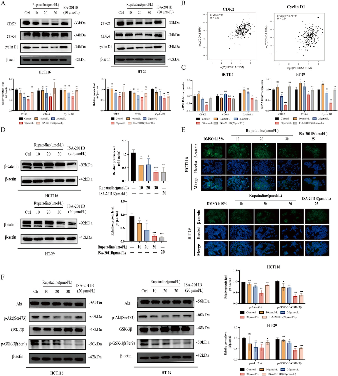 图4 卢帕他定调控细胞周期.png