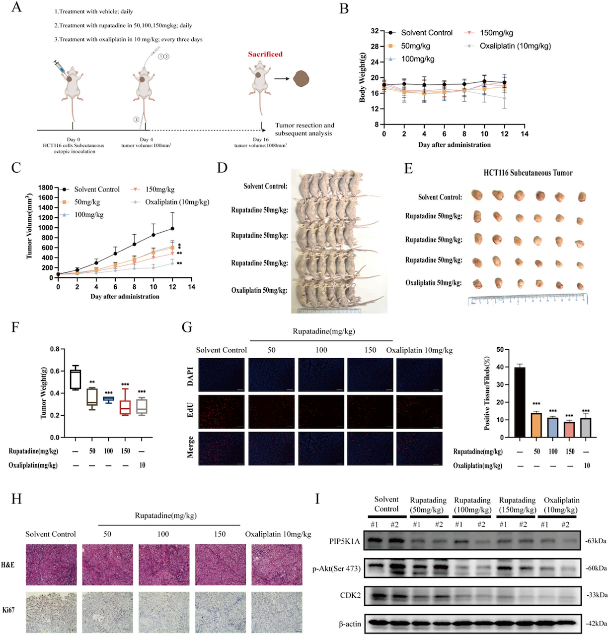 图5 卢帕他定的体内抗肿瘤作用.png