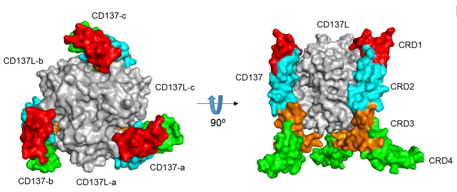 图1 三聚体CD137与三聚体CD137L形成的复合物结构图.png